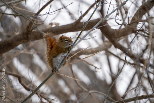 Red Squirrel Hanging Around