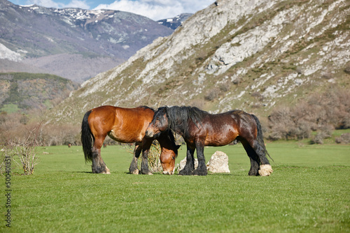 Horses in a green valley. Castilla y Leon mountain landscape