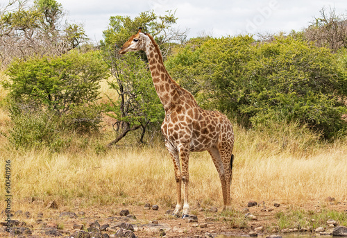 a lone giraffe next to a waterhole.