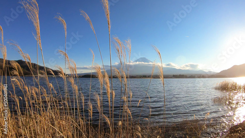 An idyllic view on Mt Fuji from the side of Kawaguchiko Lake  Japan. The volcano is surrounded by clouds. Dried  golden grass on the shore of the lake. Serenity and calmness. Bright and clear day.