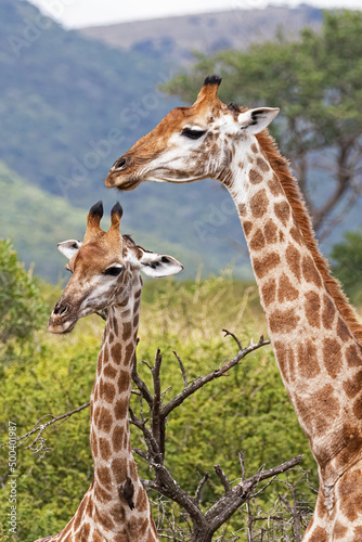 Giraffe pair in the wild.