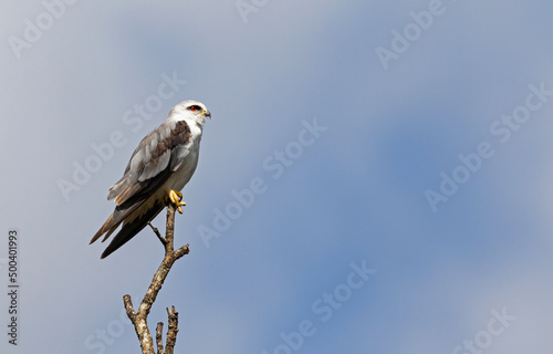 Black winged kite on a perch. © Ellie