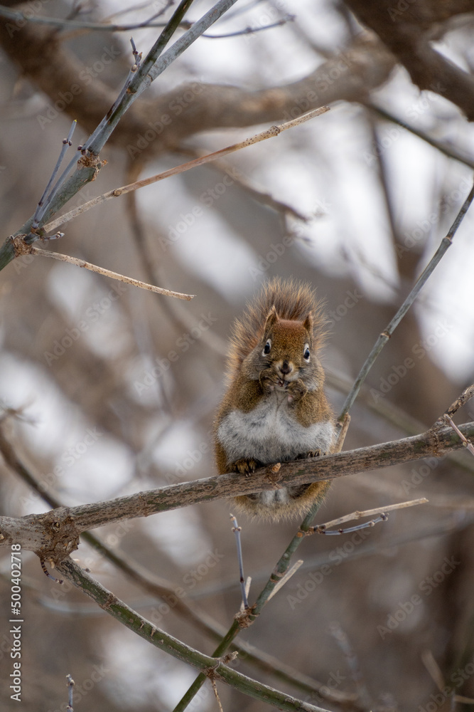 Fototapeta premium Red Squirrel Hanging Around
