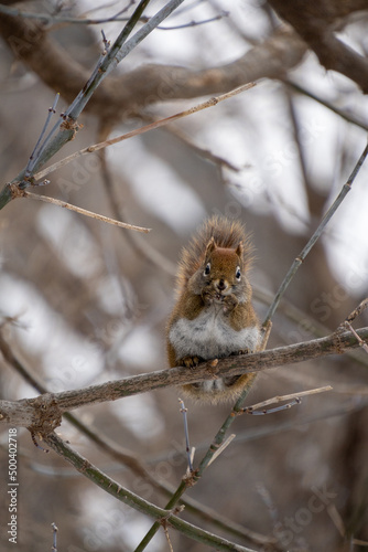 Red Squirrel Hanging Around