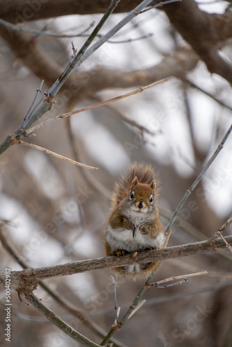 Red Squirrel Hanging Around