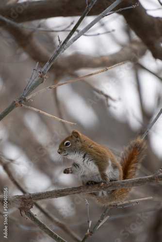 Red Squirrel Hanging Around