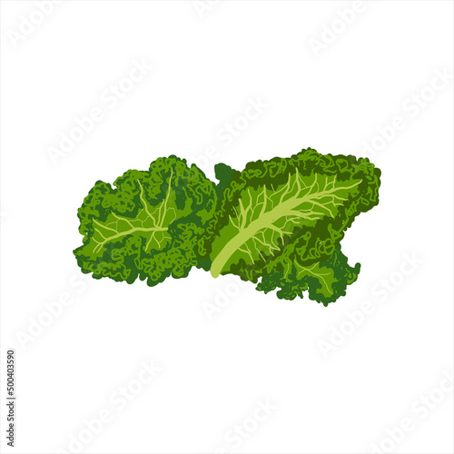 fresh green lettuce kale isolated on white