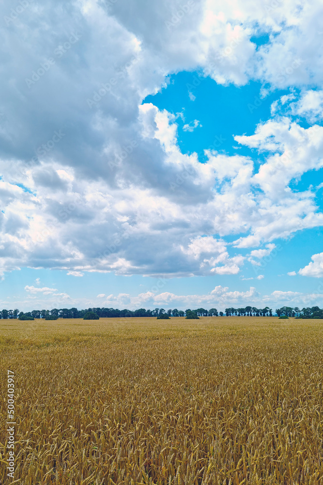 A yellow field of wheat against a blue sky. Harvest. Rural background.