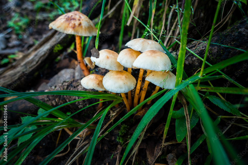 Gymnopus Mushroom growing in the forest of himalayan region in India. Gymnopus Mushroom growing in the forest of himalayan region in India.