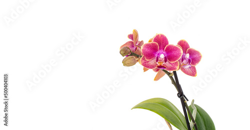 Purple orchid flower phalaenopsis, phalaenopsis or falah, known as butterfly orchids on a white background. Selective focus. Place for your text. photo