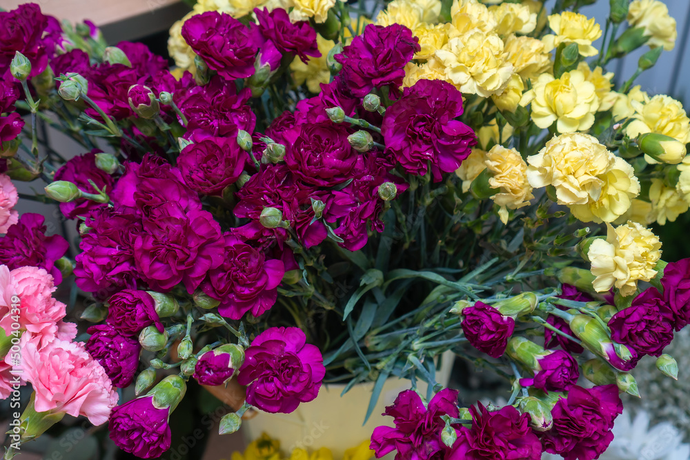 Close-up of beautiful, delicate purple, yellow, pink carnations in the color store. Beautiful floral background