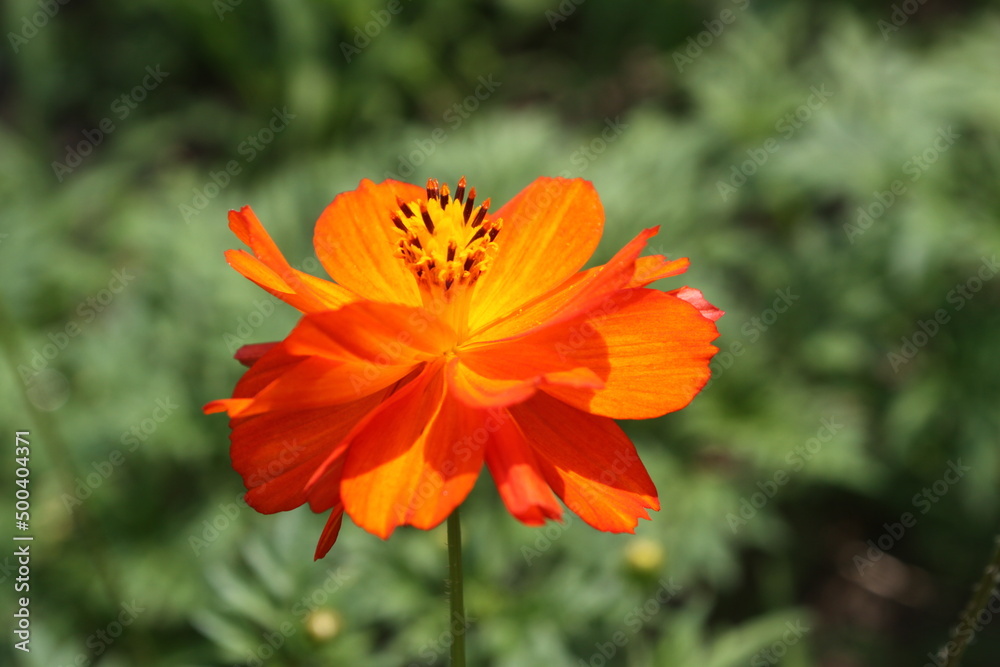 浜離宮の花 浜離宮の花