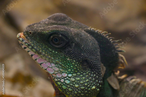 Close-up of a green iguana in the park.