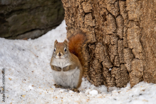 Red Squirrel Hanging Around