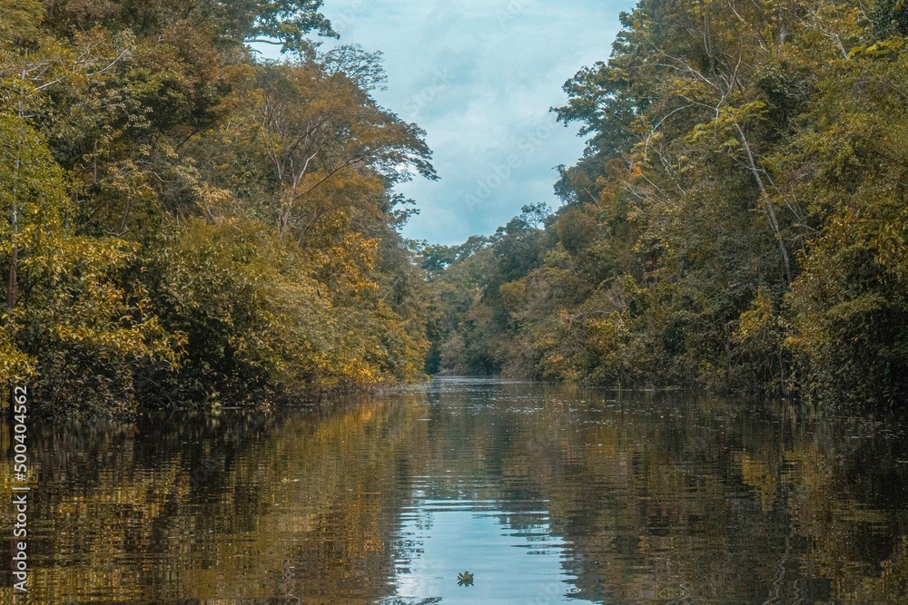 Fototapeta premium Peruvian Amazon Rainforest - Amazon River