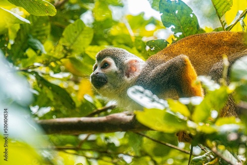 Photography Monkey in the Peruvian Amazon rainforest - Monkey Island