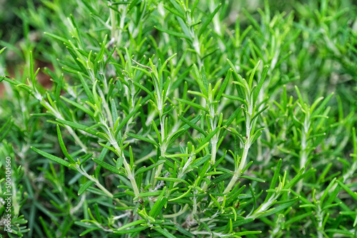 Young shoots of Rosemary officinalis close-up. Could be a nice backdrop