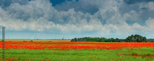 panorama poppy field, beautiful blue sky with clouds