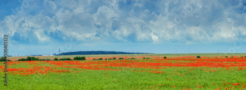 panoramic view of poppy field, beautiful blue sky with clouds