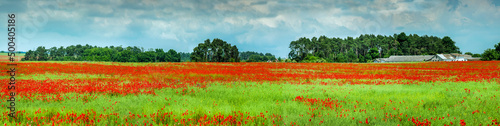 blooming poppy flowers , weed, on sunny day panoramic view