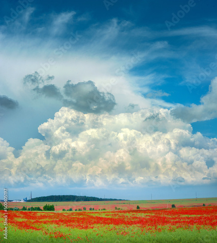 poppy field among wheat, beautiful clouds in the sky