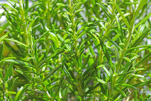 Young green branches of a houseplant.