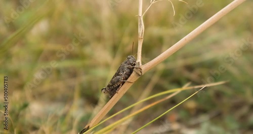 Bow-winged grasshopper or Chorthippus biguttulus  close up on the grass