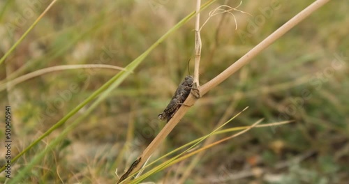 Bow-winged grasshopper or Chorthippus biguttulus  close up on the grass photo