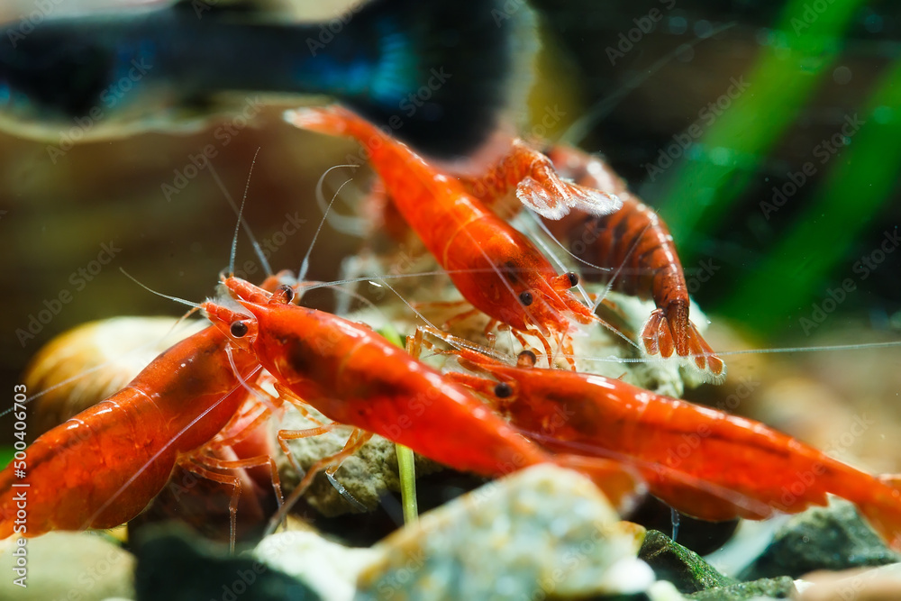 Big fire red or cherry dwarf shrimp with green background in fresh water aquarium tank, Big fire red or cherry dwarf shrimp with green background in fresh water aquarium tank,