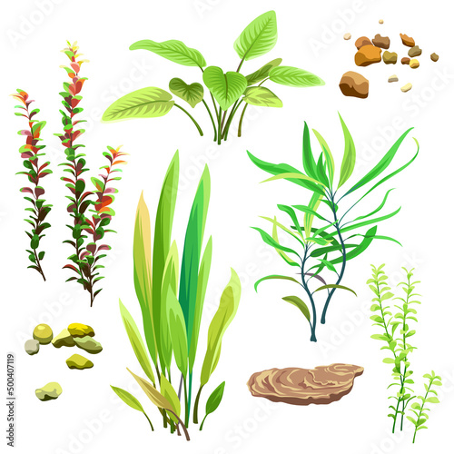 Seaweeds and stones. Aquarium plants. Vector underwater marine flora of the ocean. Illustration of wildlife.