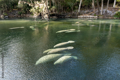 A herd of Florida Manatee (Trichechus manatus latirostris) swimming in the crystal-clear spring water at Blue Spring State Park in Florida, USA, a winter gathering site for manatees. photo