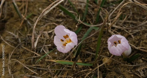 Colchicum or Colchicum ancyrense flower blooms in the steppe photo