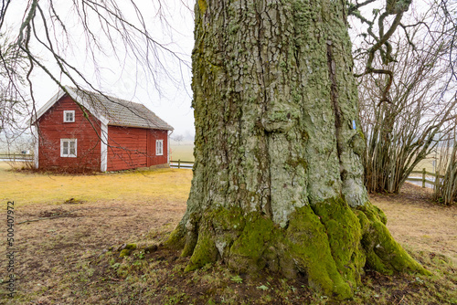 giant bik tree, fagus silvatica near habo in sweden