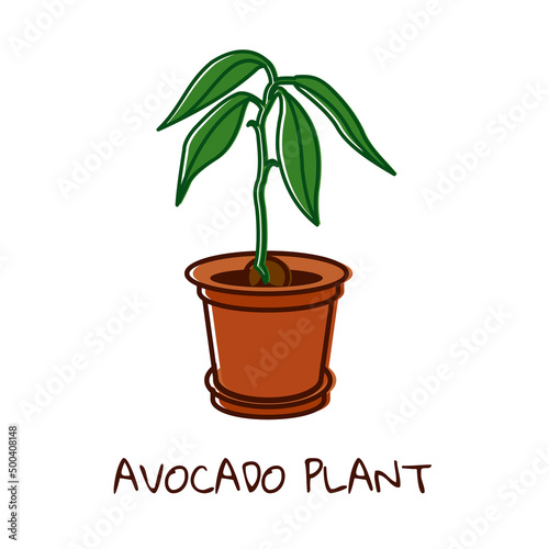 Vector illustration of an avocado plant grown from a seed. Avocado in a pot with leaves.