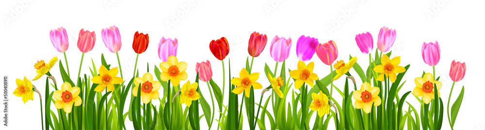 blossom tulips and narcissus banner