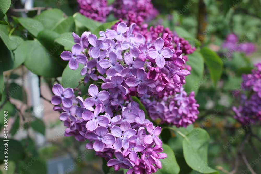 Blooming lilac branches in the park against the blue sky. Spring concept. Lilacs bloom beautifully in spring. Blooming lilac branches in the park against the blue sky. Spring concept. Lilacs bloom beautifully in spring.