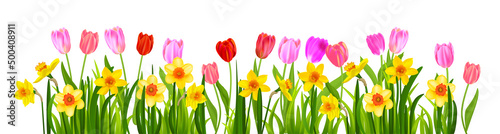 blossom tulips and narcissus banner