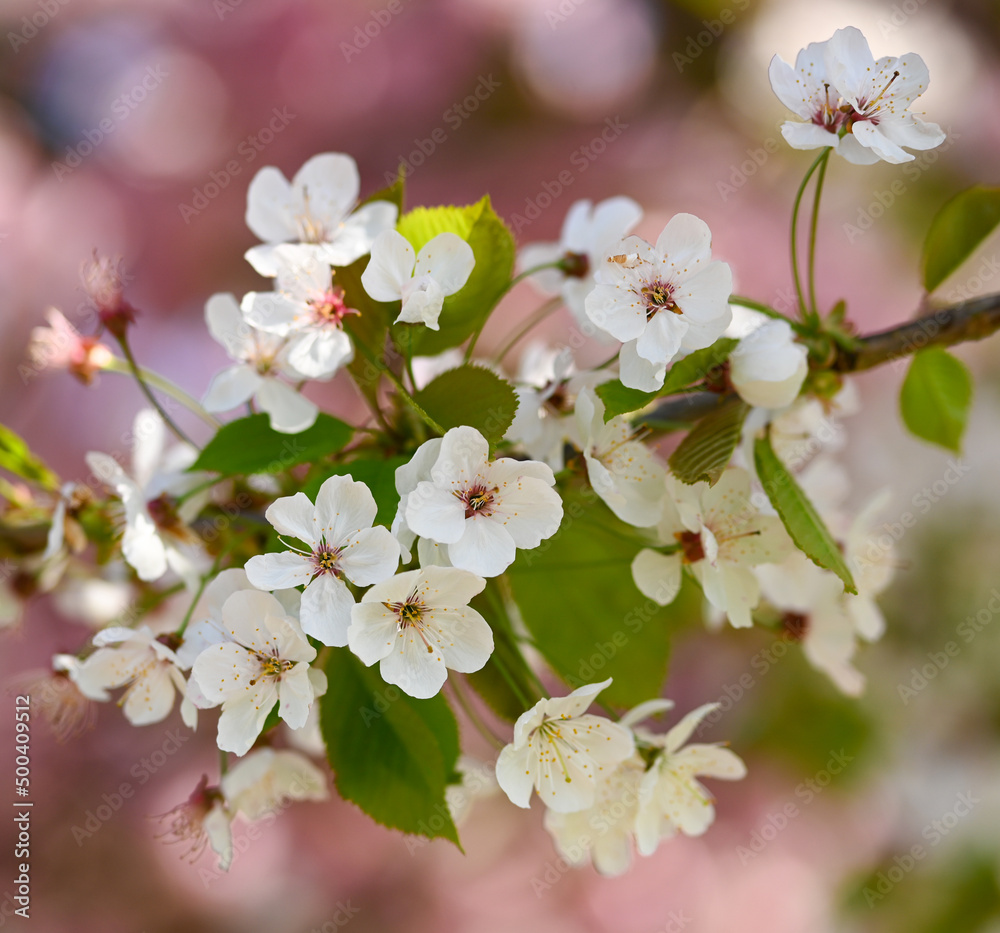 Obraz premium Beautiful close-up of a cherry blossom