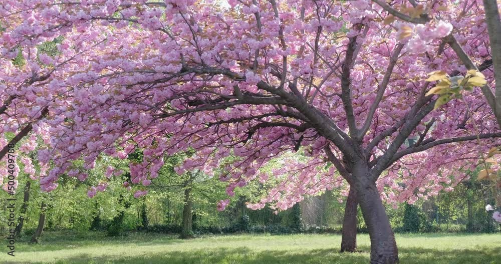 Japanese garden pink cherry tree in King Michael I Park formerly Herastrau park, a popular tourist attraction in April and May during Spring in Romania capital Bucharest. Japanese garden pink cherry tree in King Michael I Park formerly Herastrau park, a popular tourist attraction in April and May during Spring in Romania capital Bucharest.