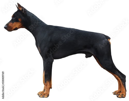 Fotografie Beautiful big doberman dog on a white background