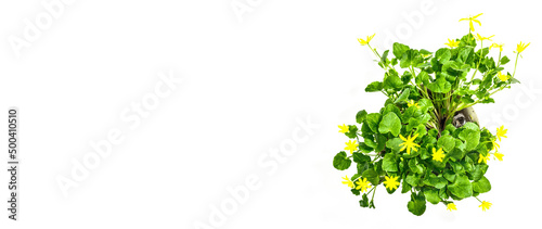 Ficaria verna, lesser celandine or pilewort in a pot isolated on white background