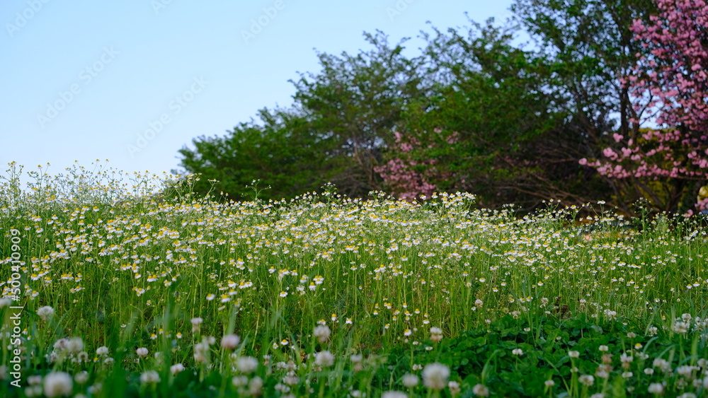 Obraz premium 野原