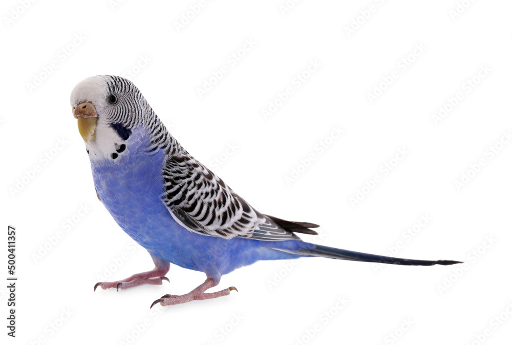Fototapeta premium Beautiful parrot isolated on white. Exotic pet