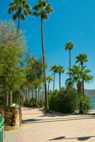palm trees on the beach in Turkey on summer day
