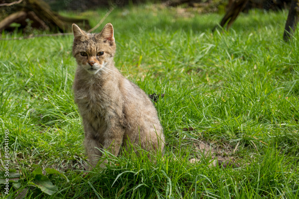 europäische Wildkatze europäische Wildkatze
