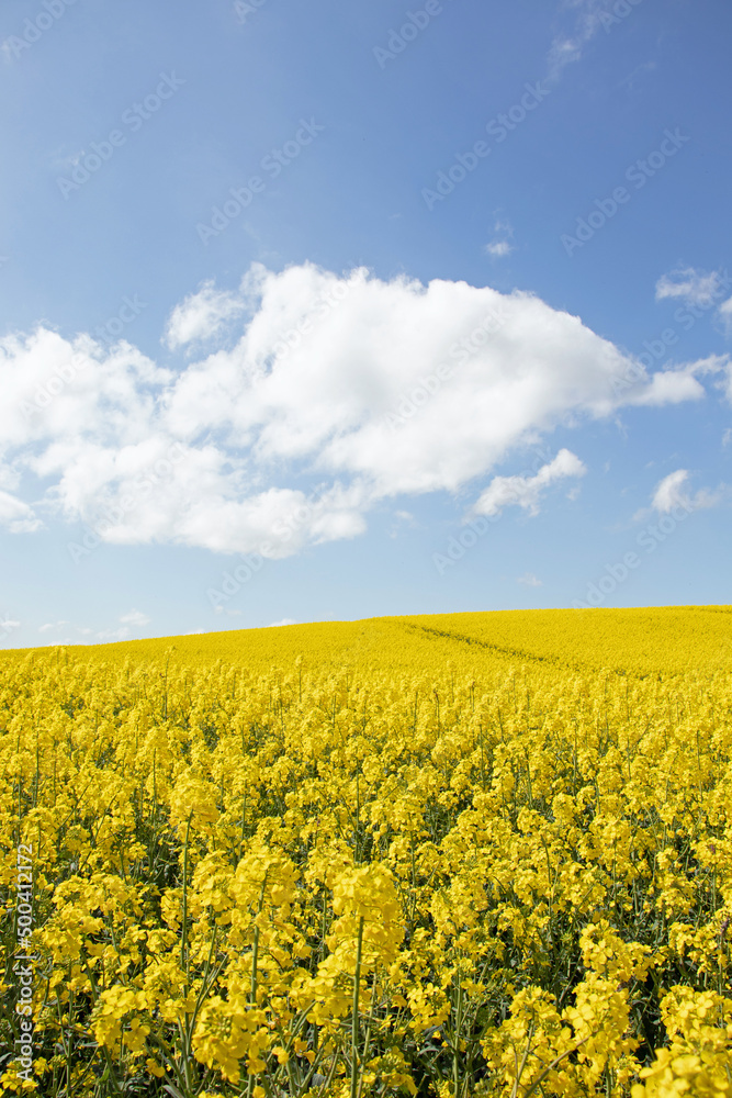 Springtime canola fields in the British countryside.