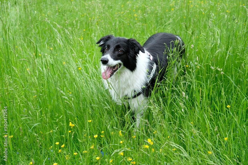 FU 2021-06-03 AusflugBeck 4 Im hohen Gras steht ein Hund