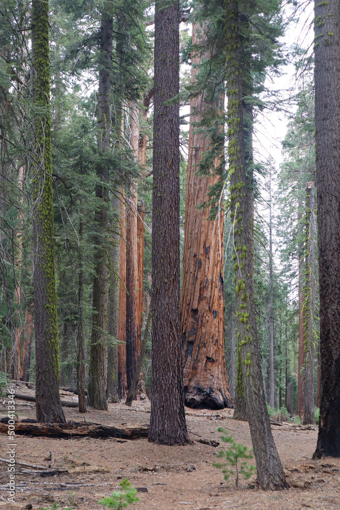 Fototapeta premium trees in the forest