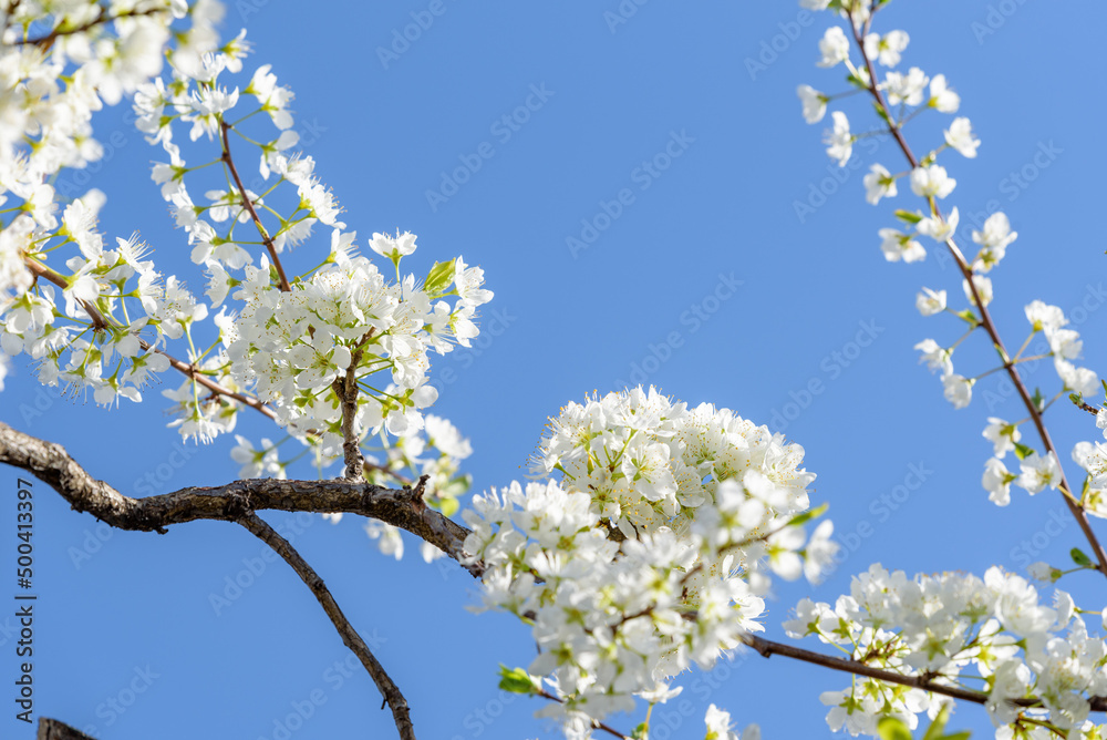 White plum blossoms in full bloom