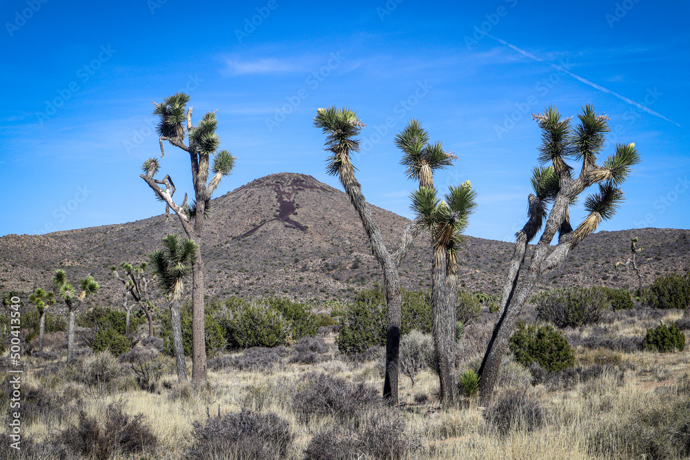 joshua tree national park